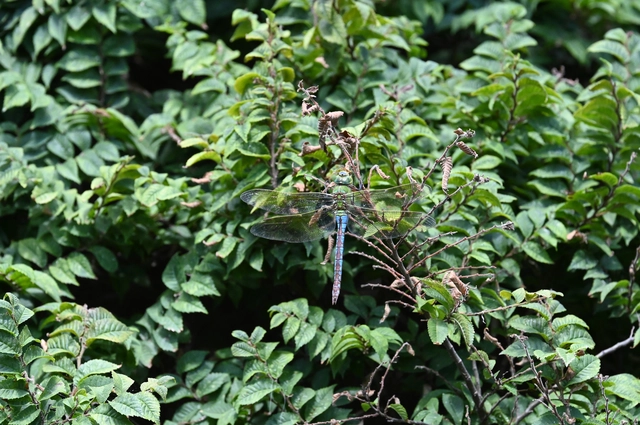 Anax imperator - zöld óriásacsa