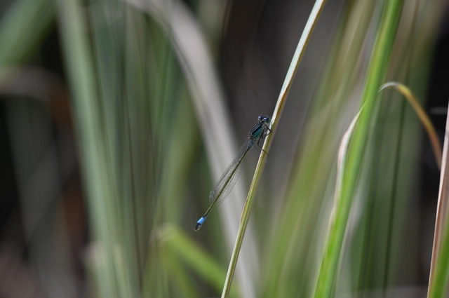 Ischnura elegans pontica - kéköves légivadász