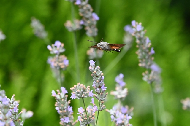 Macroglossum stellatarum - kacsafarkú szender