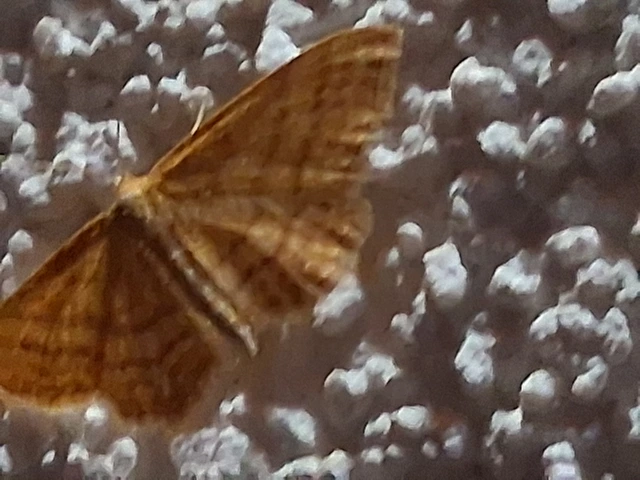 Idaea ochrata - okkerszínű sávosaraszoló