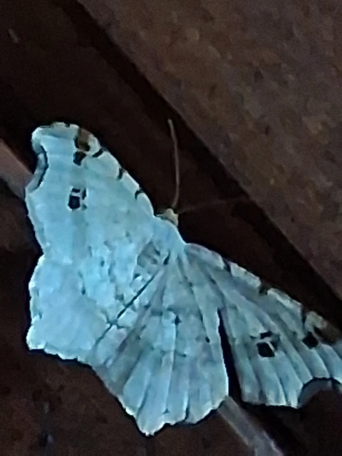 Macaria alternata - közönséges szürkearaszoló