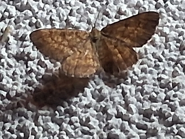Ematurga atomaria - barna rétiaraszoló