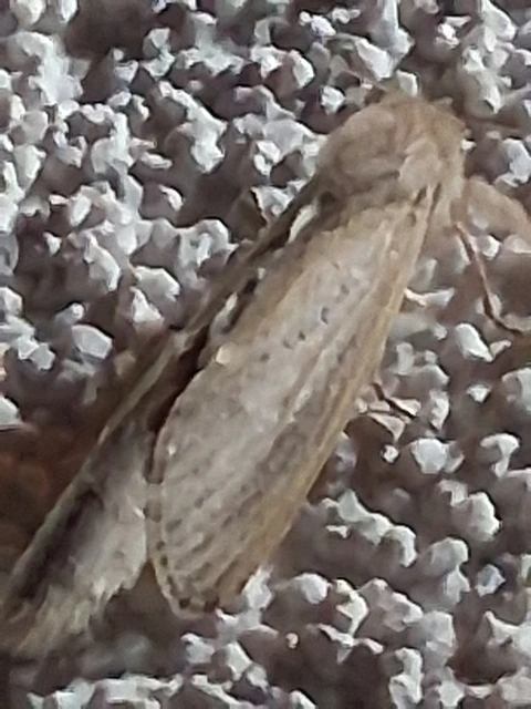 nádfúrólepke - Phragmataecia castaneae