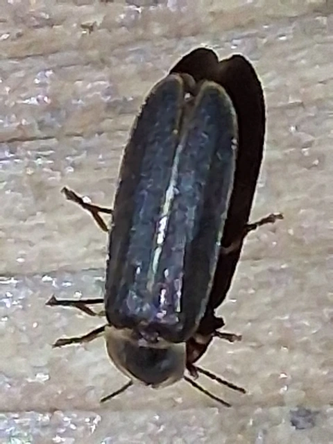 Lampyris noctiluca - nagy szentjánosbogár