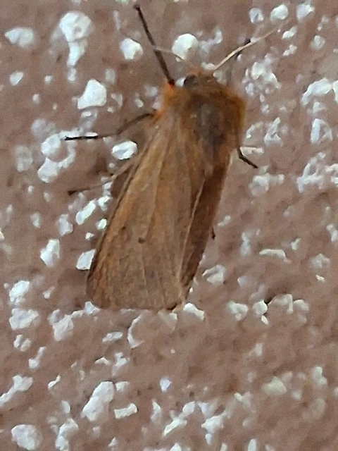 Phragmatobia fuliginosa - füstös medvelepke