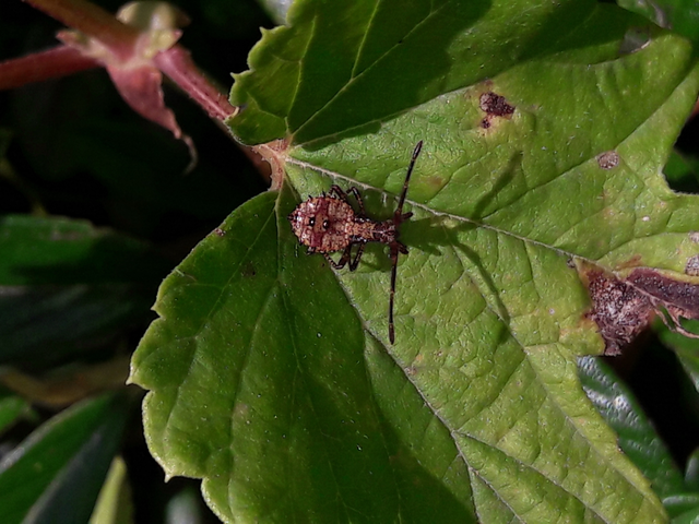 Coreus marginatus - közönséges karimáspoloska