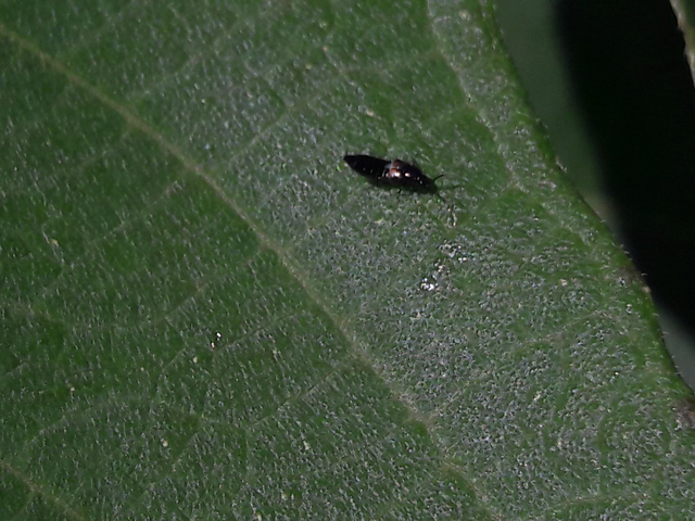 Aleochara