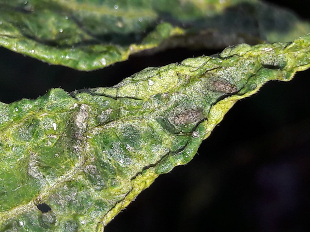 Psocoptera - Fürgetetvek