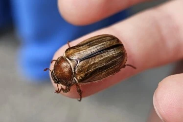 Amphimallon solstitiale - bordás sárgacserebogár