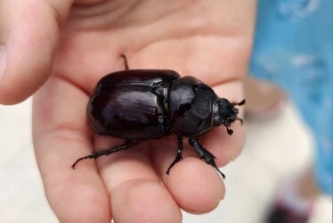 Oryctes nasicornis - orrszarvú bogár