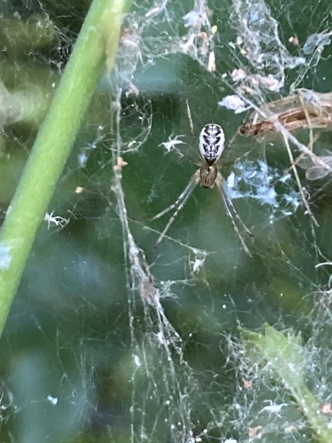 Linyphia triangularis - háromszöges vitorláspók