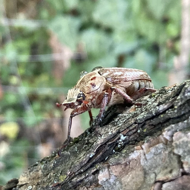Anoxia orientalis - keleti cserebogár