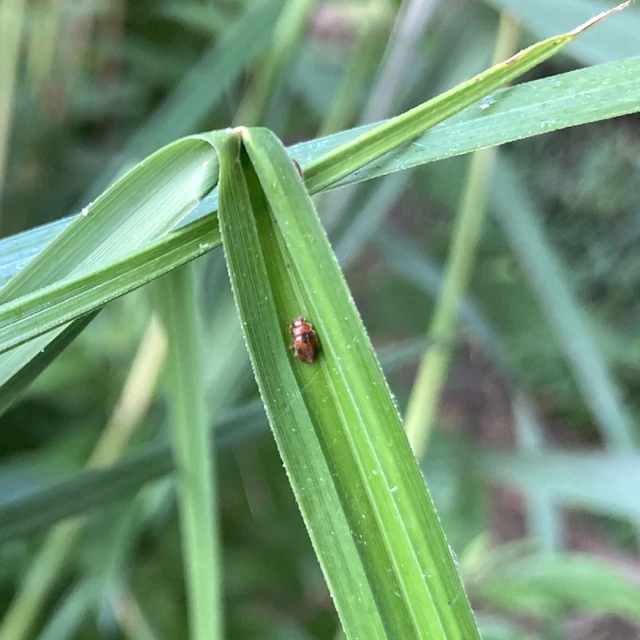Coccidula scutellata - mocsári félböde