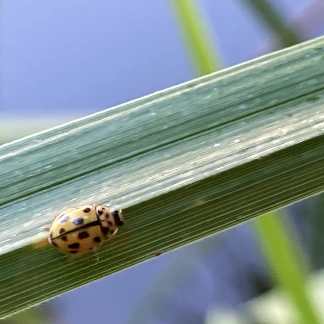 Propylea quatuordecimpunctata - tizennégypettyes füsskata