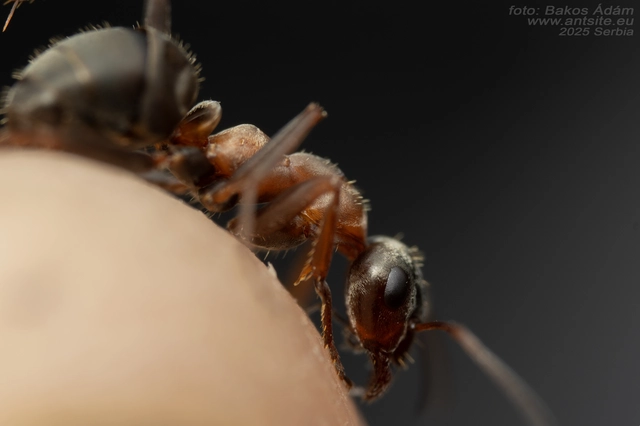 Formica rufibarbis - vörös rabszolgahangya