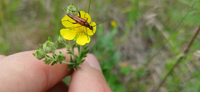Stenurella septempunctata - hétpettyes karcsúcincér