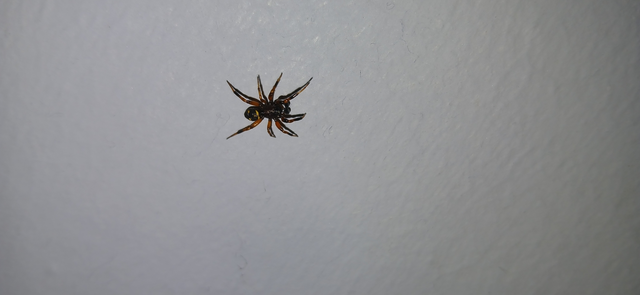 Asagena phalerata/meridionalis