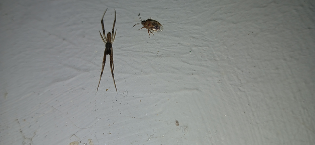 Episinus