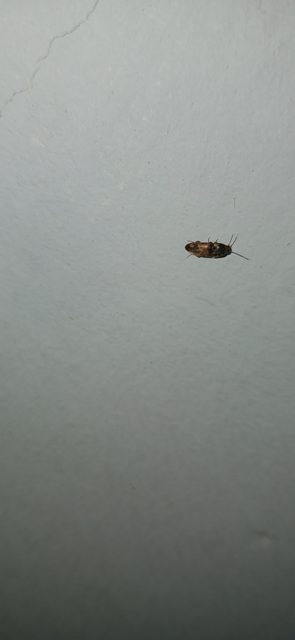Drasterius bimaculatus - változékony pattanó