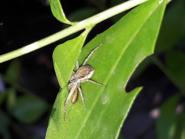 Philodromus