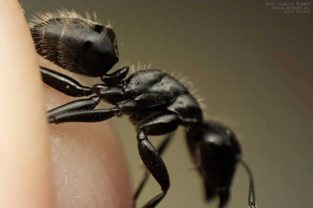 Camponotus vagus - fekete lóhangya