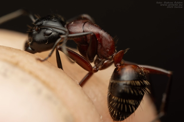 Camponotus ligniperda - faodvasító lóhangya