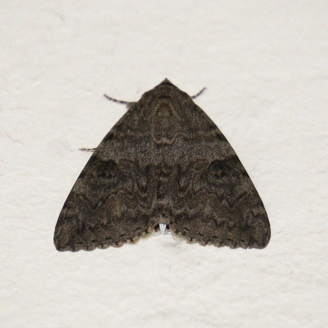 Catocala nupta - piros övesbagoly