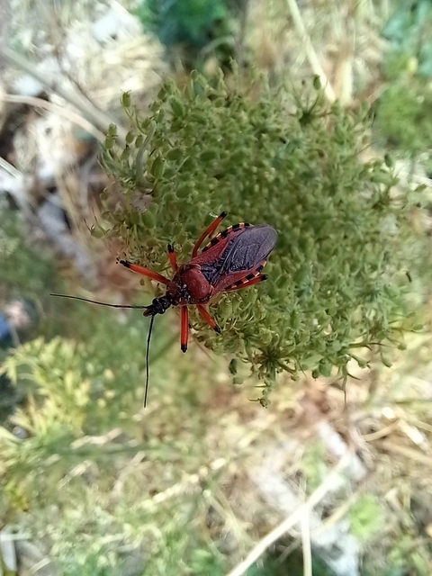 Rhynocoris iracundus - közönséges gyilkospoloska