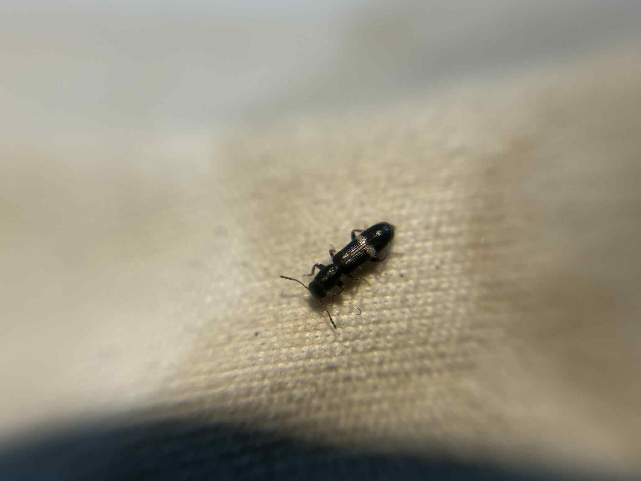 Tarsostenus univittatus - fehérszalagos szúfarkas