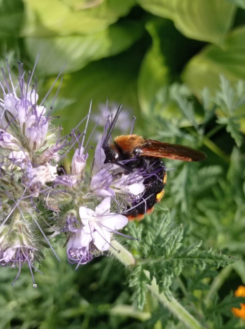 Megascolia maculata - óriás-tőrösdarázs