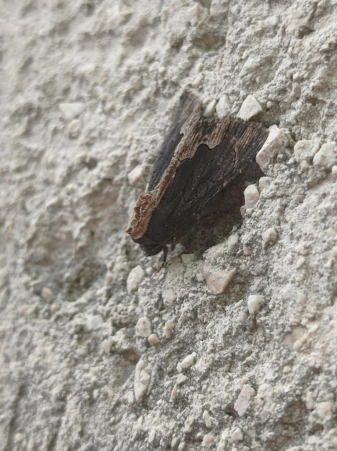 Dypterygia scabriuscula - szurokbarna nyáribagoly