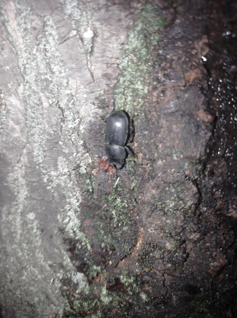 Dorcus parallelipipedus - kis szarvasbogár