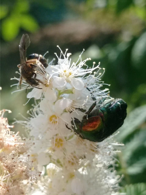 Cetonia aurata - aranyos virágbogár