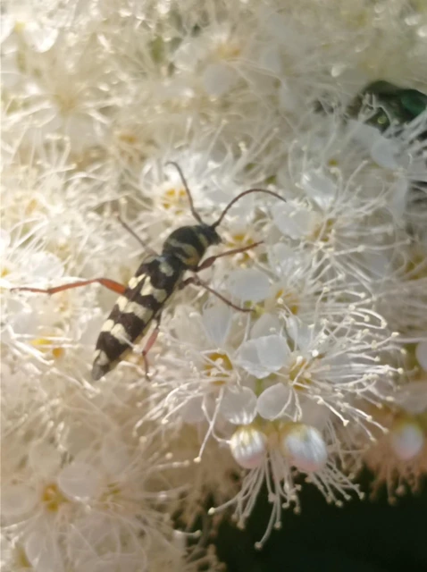 Echinocerus floralis - lucerna-darázscincér