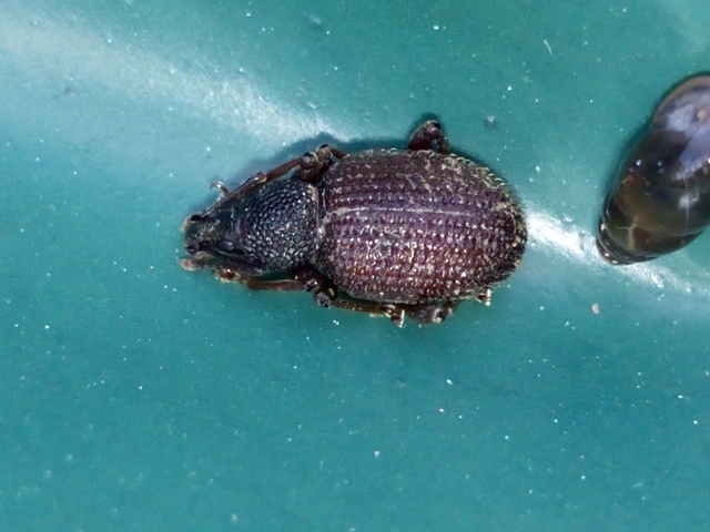 Otiorhynchus rugosostriatus - szamóca-gyalogormányos