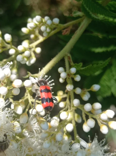 Trichodes apiarius - szalagos méhészbogár