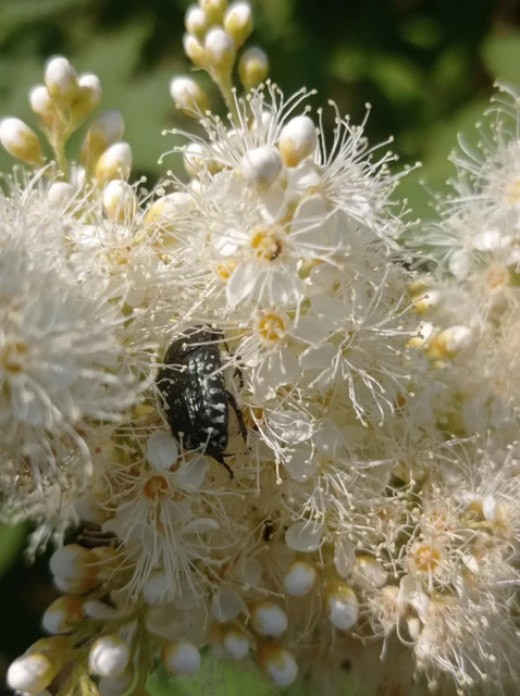 Oxythyrea funesta - sokpettyes virágbogár