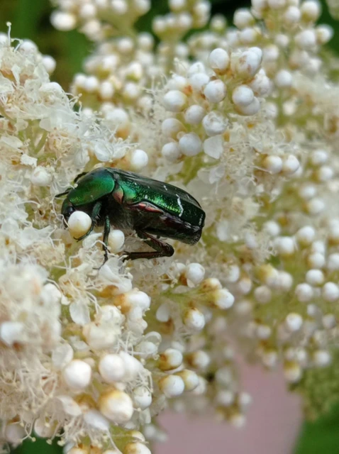 Cetonia aurata - aranyos virágbogár