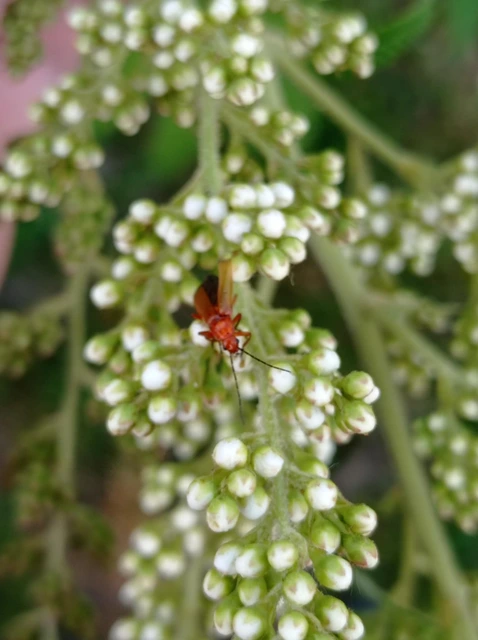Cantharidae - lágybogárfélék
