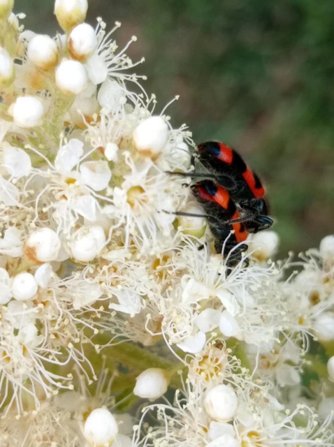 Trichodes apiarius - szalagos méhészbogár