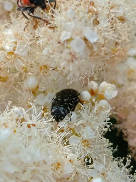 Oxythyrea funesta - sokpettyes virágbogár