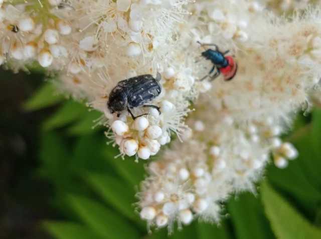 Trichodes apiarius - szalagos méhészbogár