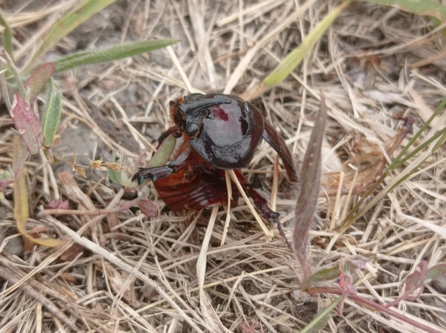 Oryctes nasicornis - orrszarvú bogár
