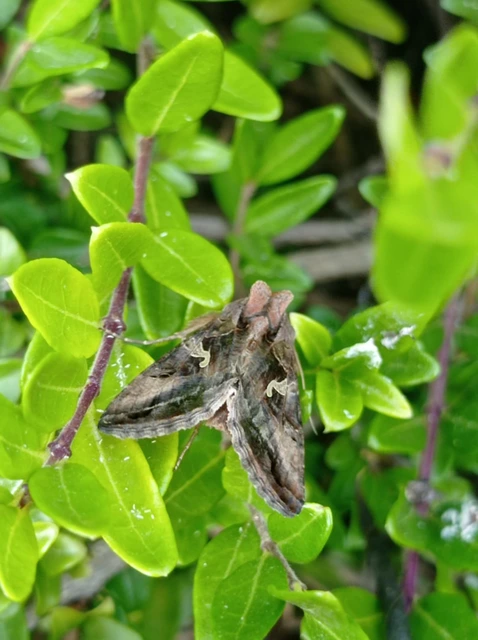 Autographa gamma - gammalepke