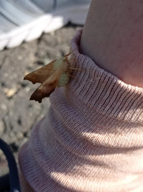Ennomos fuscantaria - kőris-levélaraszoló