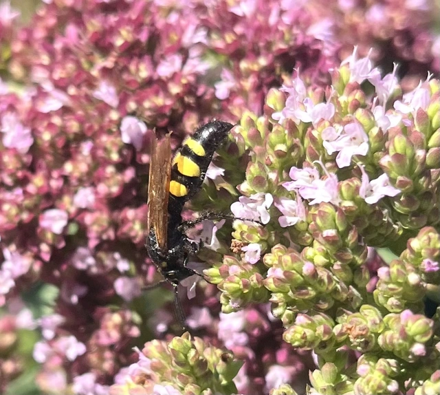 Scolia fusciformis - mediterrán tőrösdarázs