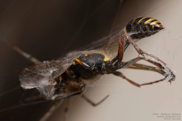 Sceliphron curvatum - barnalábú lopódarázs