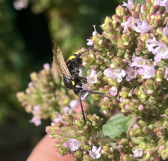Scolia fusciformis - mediterrán tőrösdarázs