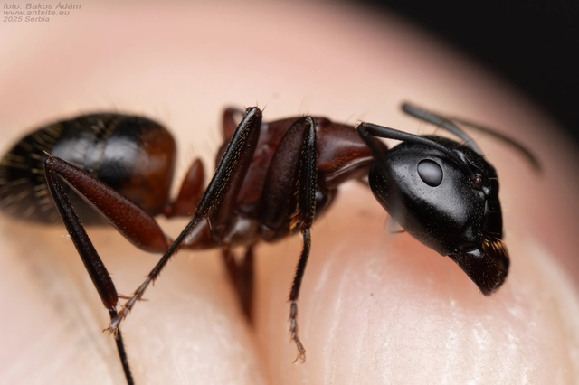Camponotus ligniperda - faodvasító lóhangya