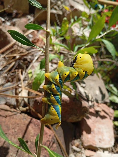 Acherontia atropos - halálfejes lepke